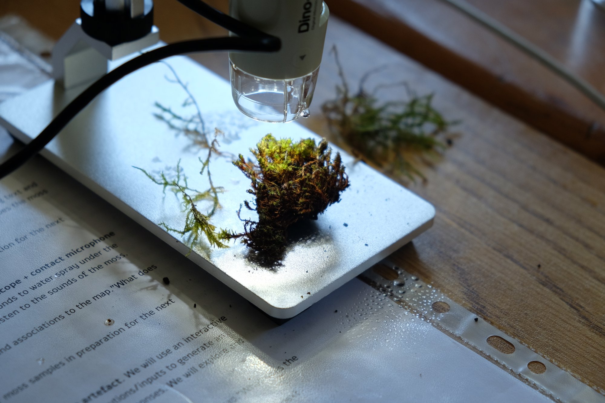 Exploring the Pluriverse - Moss II