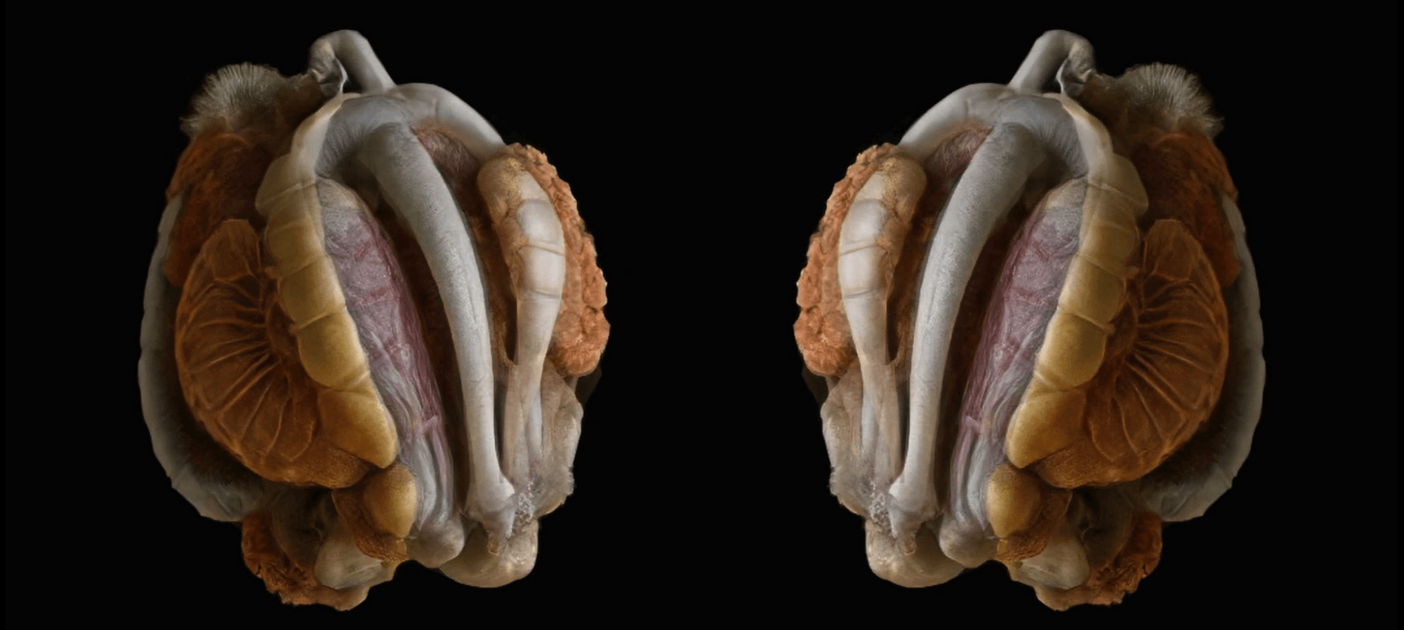 Machaut Mashup - Image 4