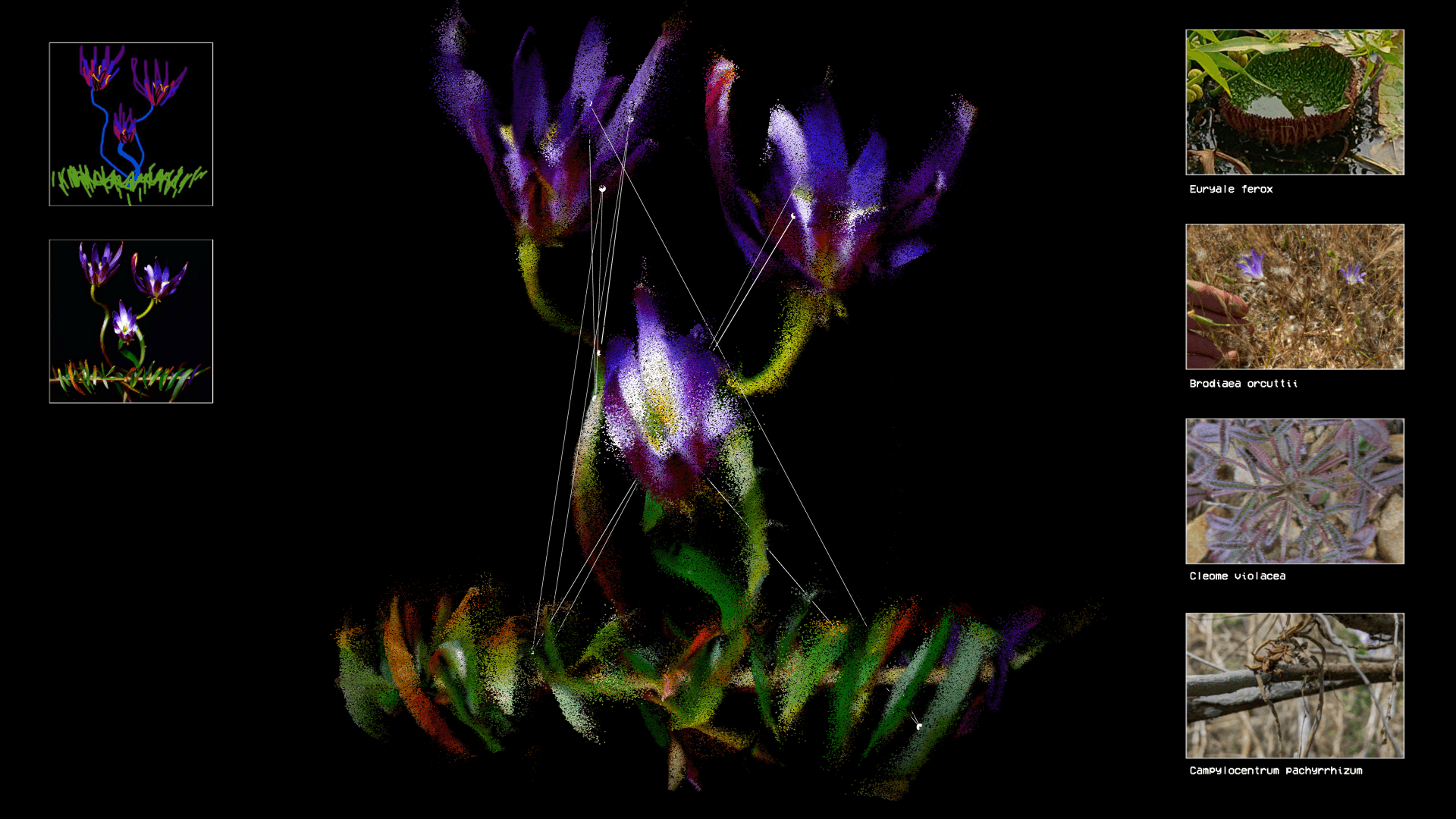 Flora Synthetica