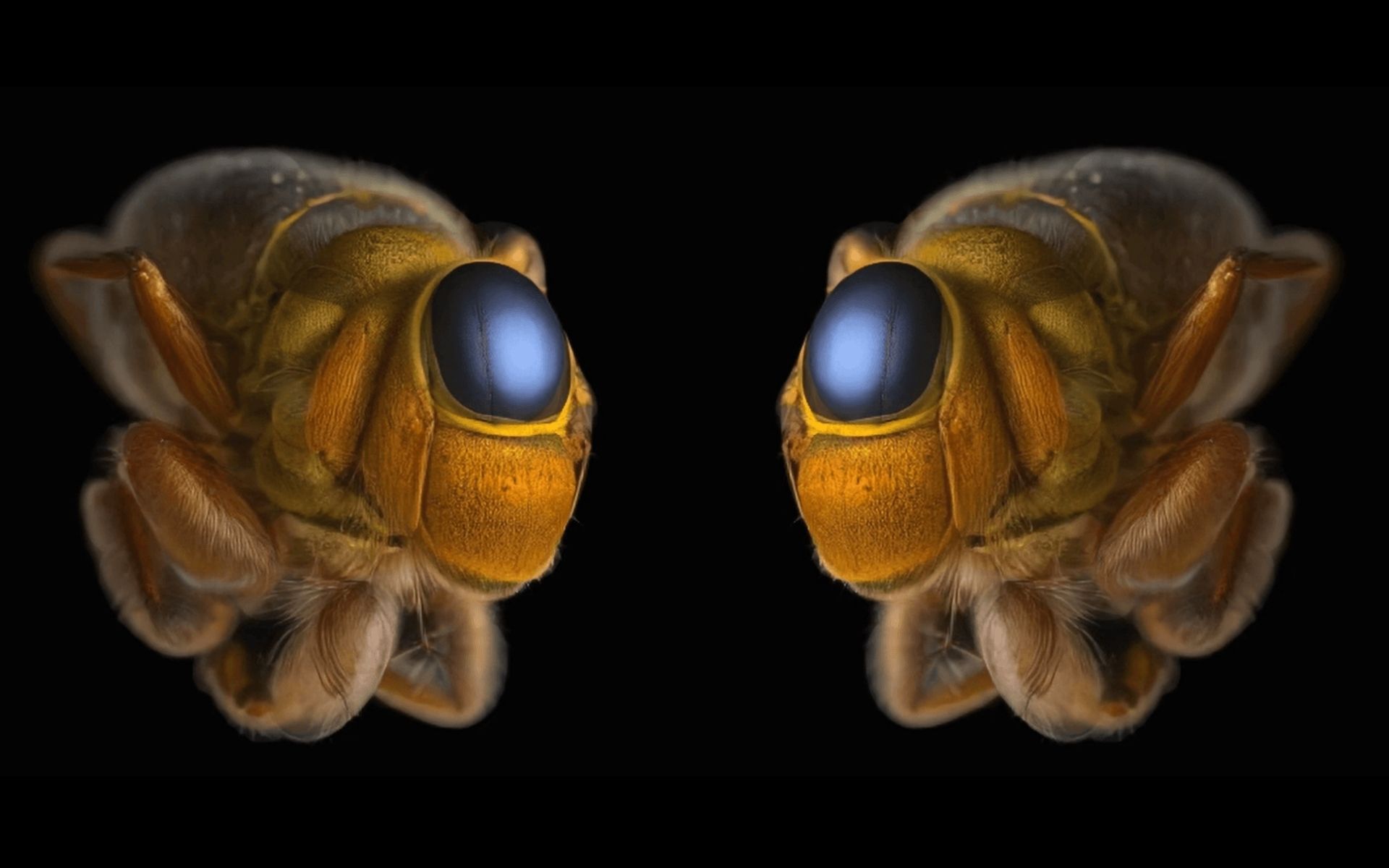 Machaut Mashup - Image 1