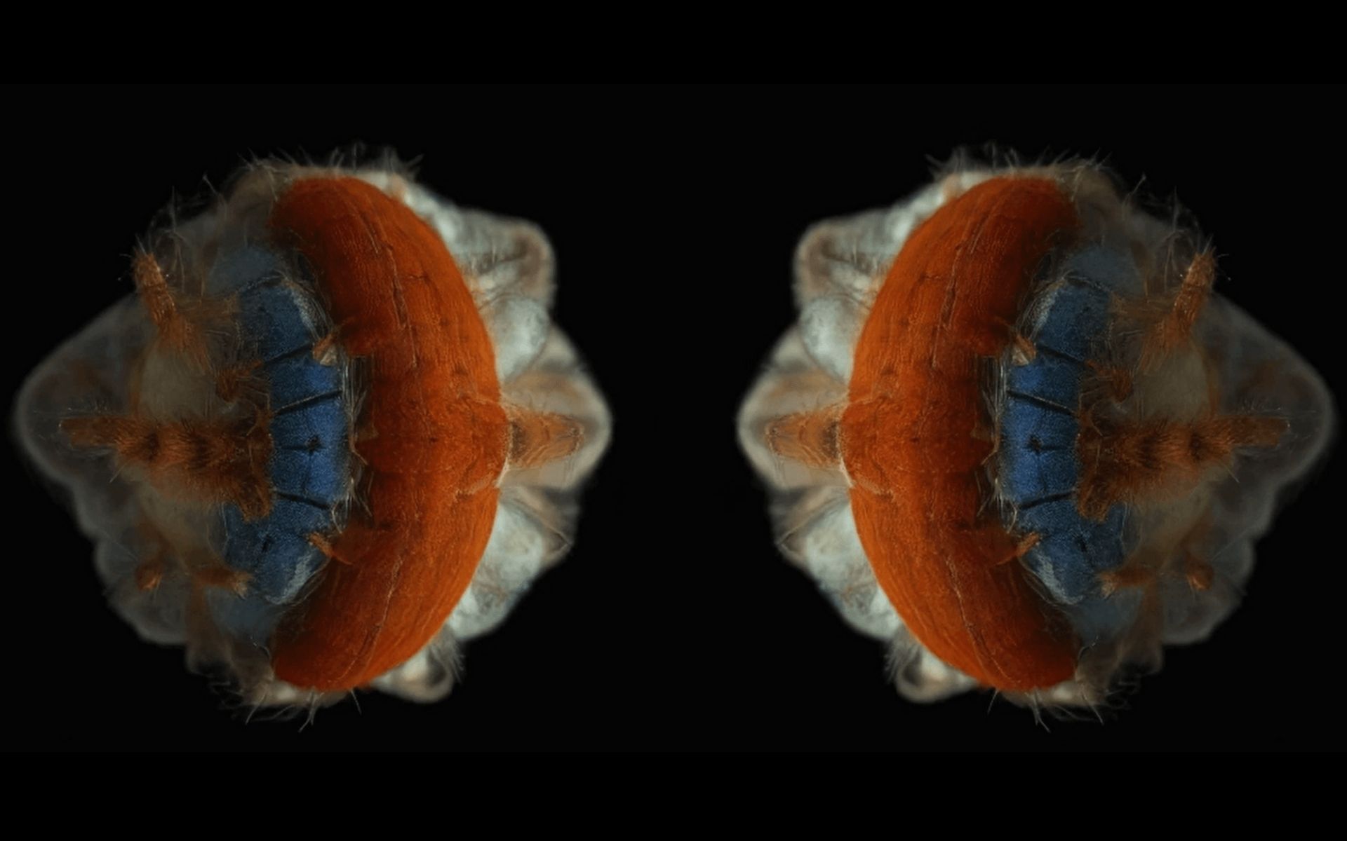 Machaut Mashup - Image 2