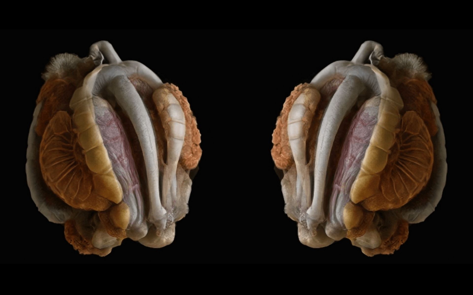 Machaut Mashup - Image 3