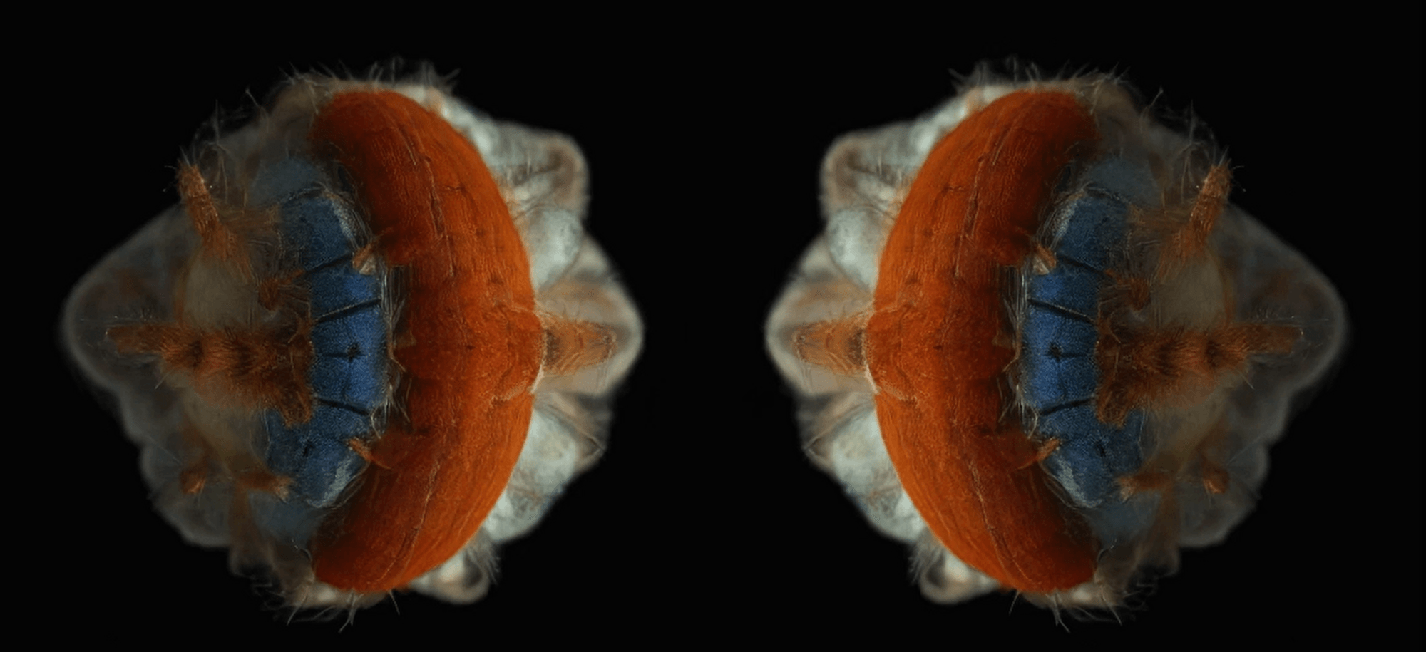 Machaut Mashup - Image 3